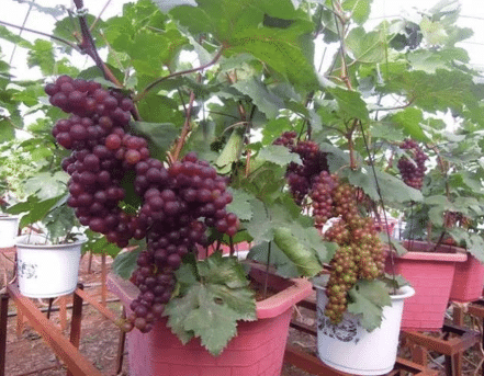 Anggur rumah menanam halaman cara di Panduan Lengkap
