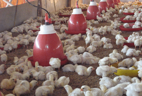 Cara Beternak Ayam Pedaging, Perawatan Hingga Panen Menguntungkan