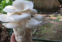 cara budidaya jamur tiram putih