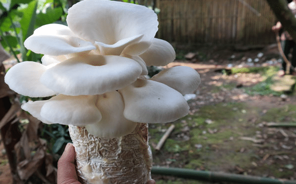 cara budidaya jamur tiram putih