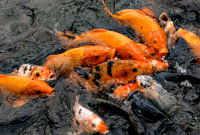 Cara Budidaya Ikan Mas Di Kolam Tanah