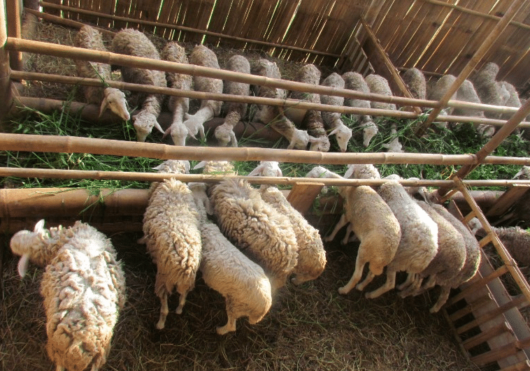 cara ternak domba yang menguntungkan