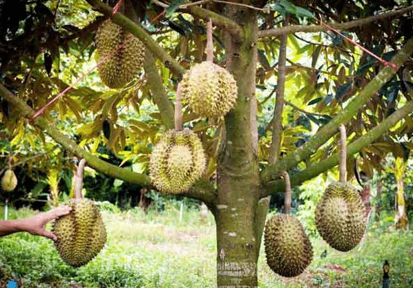 cara budidaya pohon durian agar cepat berbuah