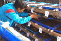 Cara Budidaya Cacing Tanah