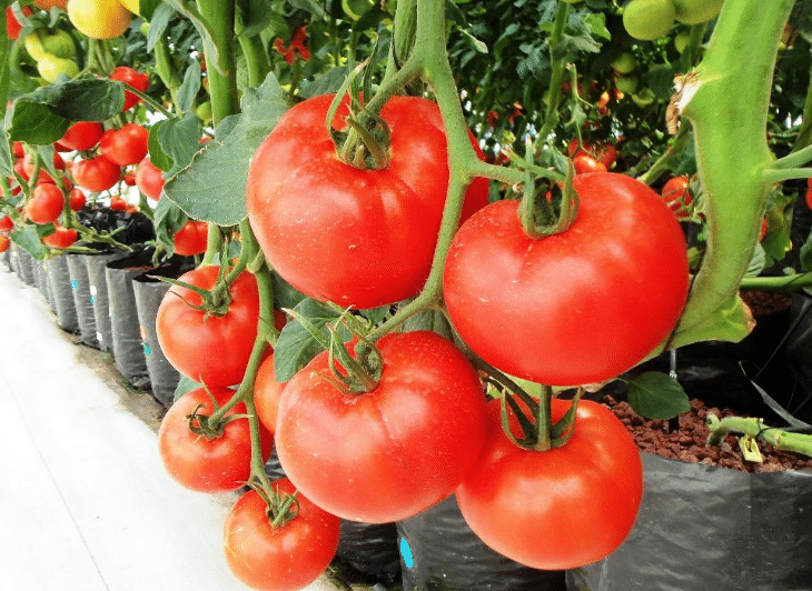 Cara Budidaya Tomat Secara Organik