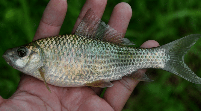 Cara Budidaya Ikan Nilem Untuk Pemula