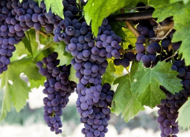Cara menanam anggur untuk pemula