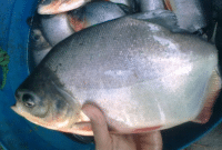 Cara Pengendalian Hama Dan Penyakit Ikan Bawal