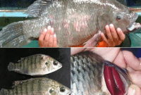 Cara Pengendalian Hama Dan Penyakit Ikan Mujair
