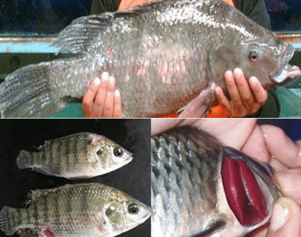 Cara Pengendalian Hama Dan Penyakit Ikan Mujair