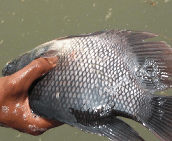 Mengatasi Ikan Gurami Terserang Hama dan Penyakit