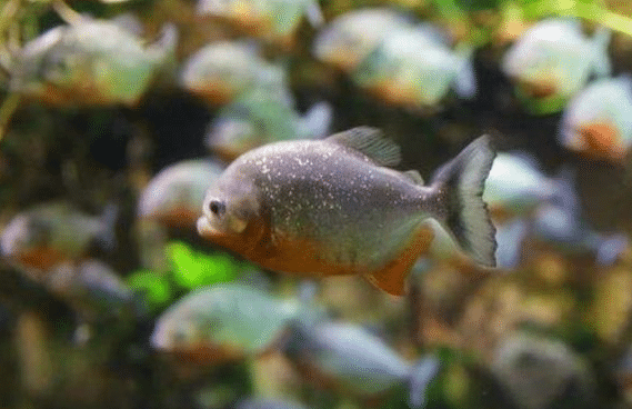 Cara Budidaya Ikan Bawal di Kolam Terpal