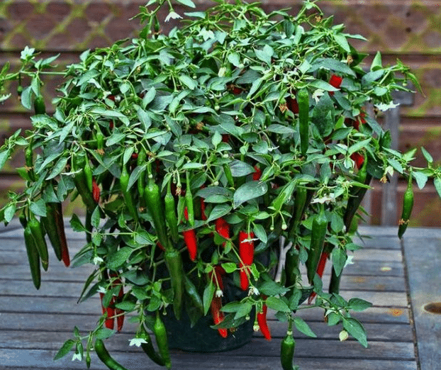 Cara Menanam Cabe Merah Dalam Polybag