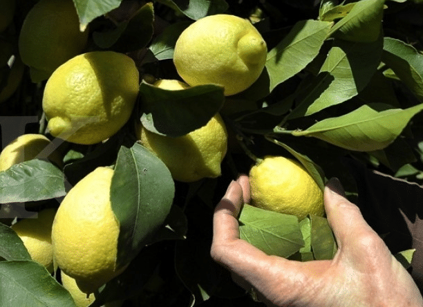 Cara Menanam Jeruk Lemon
