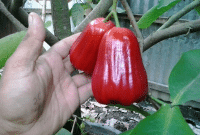 Cara Menanam Tanaman Jambu Air