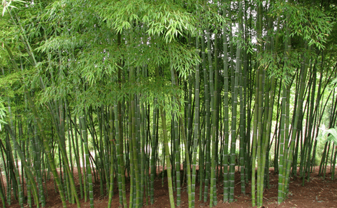 Cara Budidaya Bambu