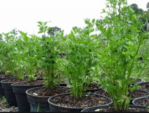 Cara Budidaya Tanaman Stevia Untuk Pemula