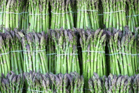 Cara Menanam Tanaman Asparagus