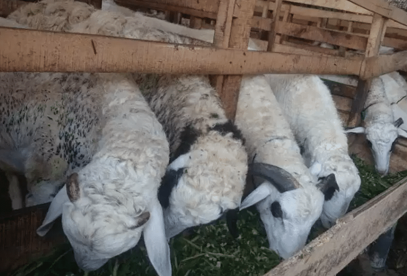 Cara Mudah Membuat Pakan Domba Untuk Pemula