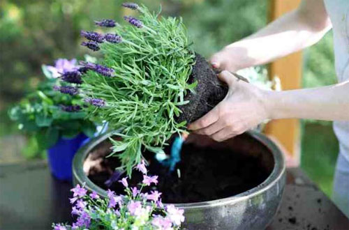 9 Cara Menanam Bunga Lavender Di Pot Paling Mudah
