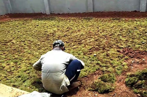 5 Cara Termudah Menanam Rumput Jepang Agar Hasil Optimal