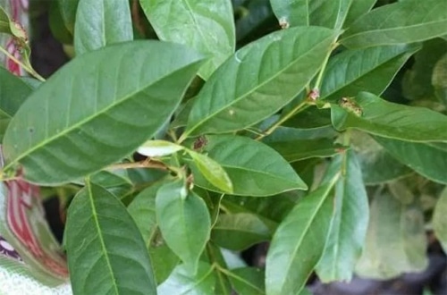 Mengetahui 10 Khasiat Daun Salam (Syzygium polyanthum)
