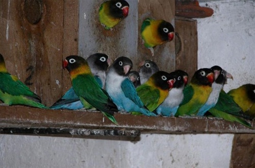 Literatur Lengkap Beternak Burung Lovebird Bagi Pemula