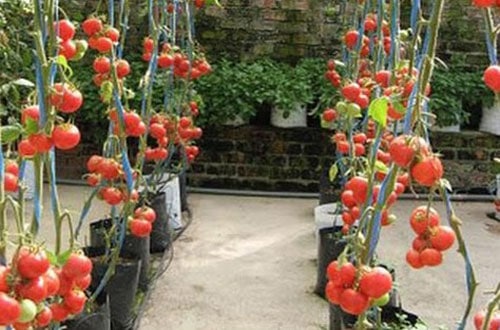 Panduan Budidaya Tomat Dalam Polybag Secara Baik Dan Benar