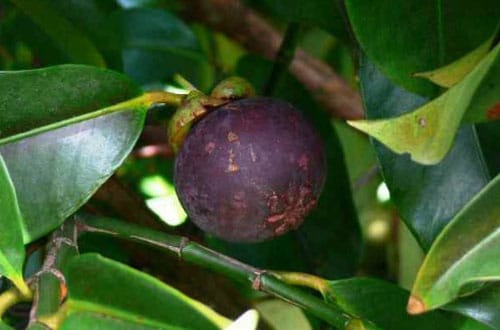 Panduan Teknis Budidaya Manggis Sebagai “Queen Of Fruits” Hortikultura