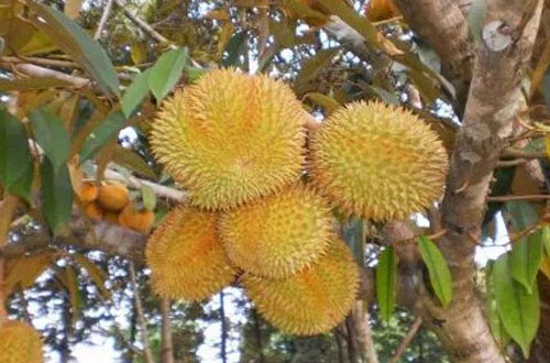 Budidaya Durian Musangking (Varietas Unggulan) Dan Panduan Teknis Lengkap