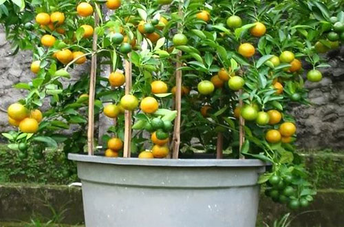 Cara Sukses: Tabulampot Jeruk Lemon, Cepat Berbuah