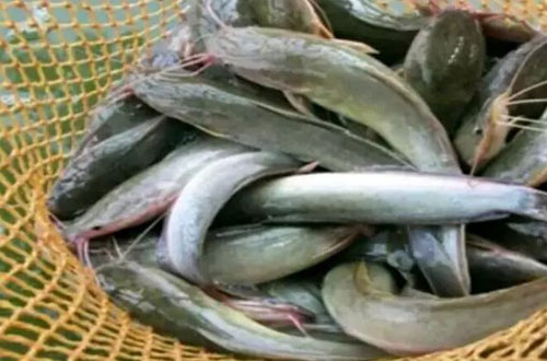 Sistem Bioflok Meningkatkan Produktifitas Ikan Lele 2 Kali Lipat
