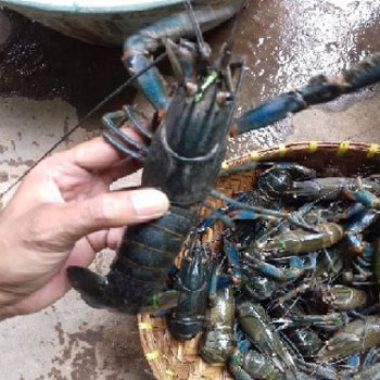 Teknik Pencegahan Penyakit Lobster Air Tawar