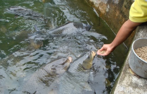 Teknik Sederhana Budidaya Ikan Dalam Parit Agar Bermutu Tinggi