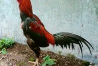 Cara Menggemukan Ayam Bangkok Umur 5 Bulan Tanipediacoid