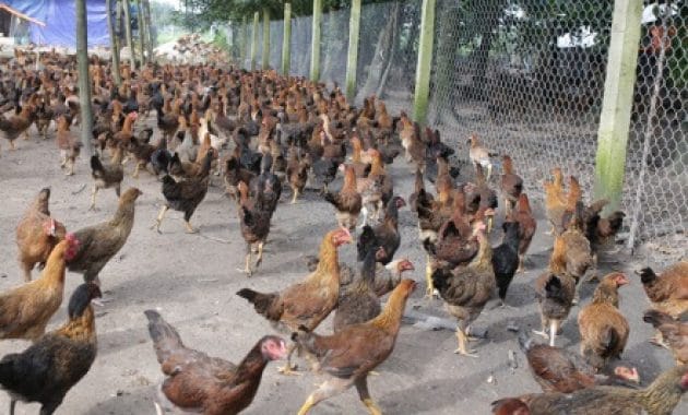Cara Ternak Ayam Kampung dengan Benar dan Sukses