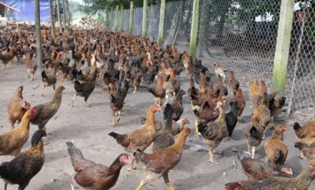 cara menternak ayam kampung