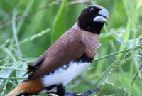 Habitat Burung Pipit dan Jenis-jenis