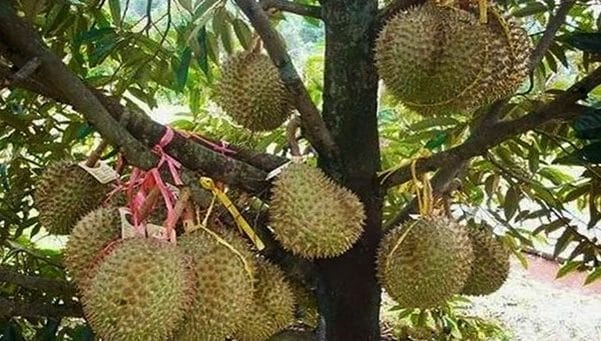 Jenis Pohon Durian Dan Cara Merawatnya