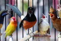 5 Cara Mudah Merawat Burung Murai Dengan Mudah Untuk Pemula