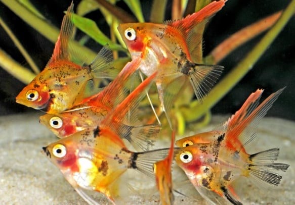 11 Cara Budidaya Ikan Angelfish Di Akuarium
