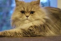 10 Cara Menjinakkan Kucing Persia Dewasa yang Galak