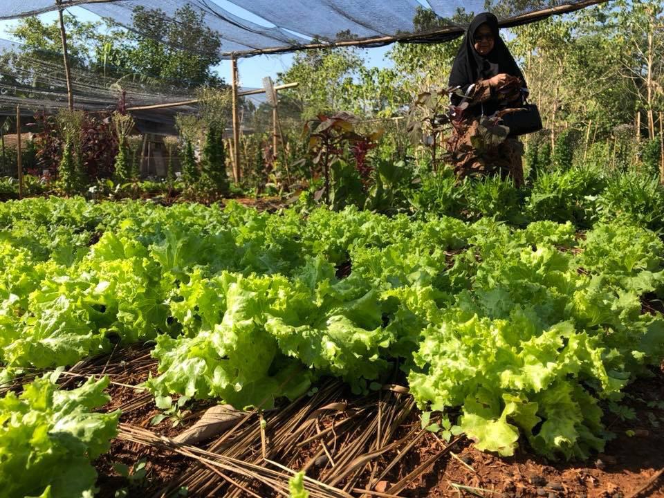 Pertanian Organik Di Indonesia