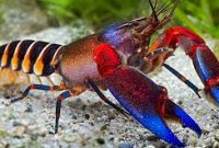Cara Budidaya Lobster Air Tawar Hias Untuk Pemula