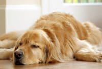 13 Cara Merawat Bulu Anjing Golden Retriever Agar Tidak Rontok