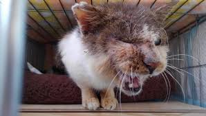 14 Cara  Paling Mudah Menghilangkan  Jamur  Pada  Kucing 