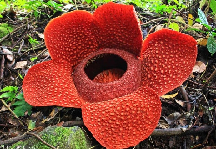 Salah satu bunga langka yang berasal dari indonesia adalah bunga