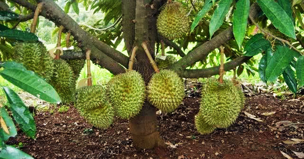 4 Cara Memilih Bibit Durian Yang Cepat Berbuah