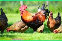 6 Cara Budidaya Ayam Kampung dengan Modal Kecil