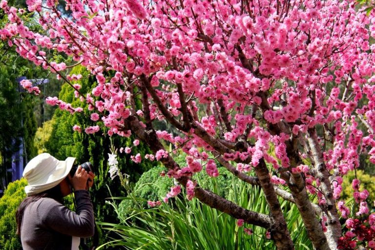  menanam  bunga  sakura 